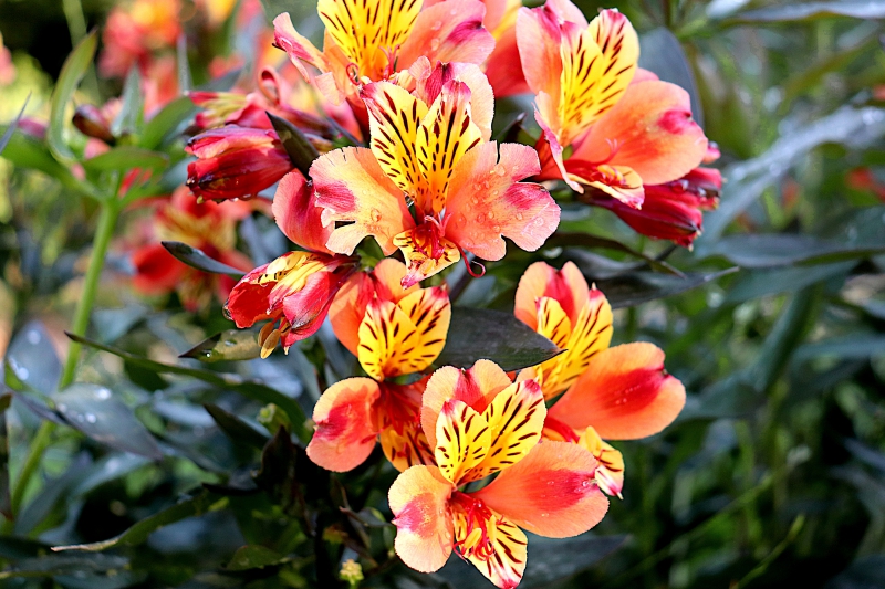 fleuriste-ST LEGER-min_freesia-5002075